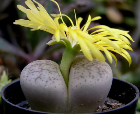 Lithops pseudotruncatella (Berger) N. E. Br., Gard. Chron., 1922